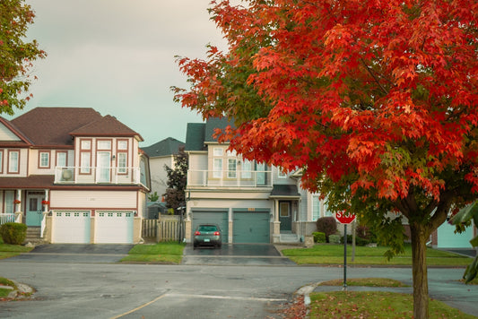 a red tree in front of a row of houses