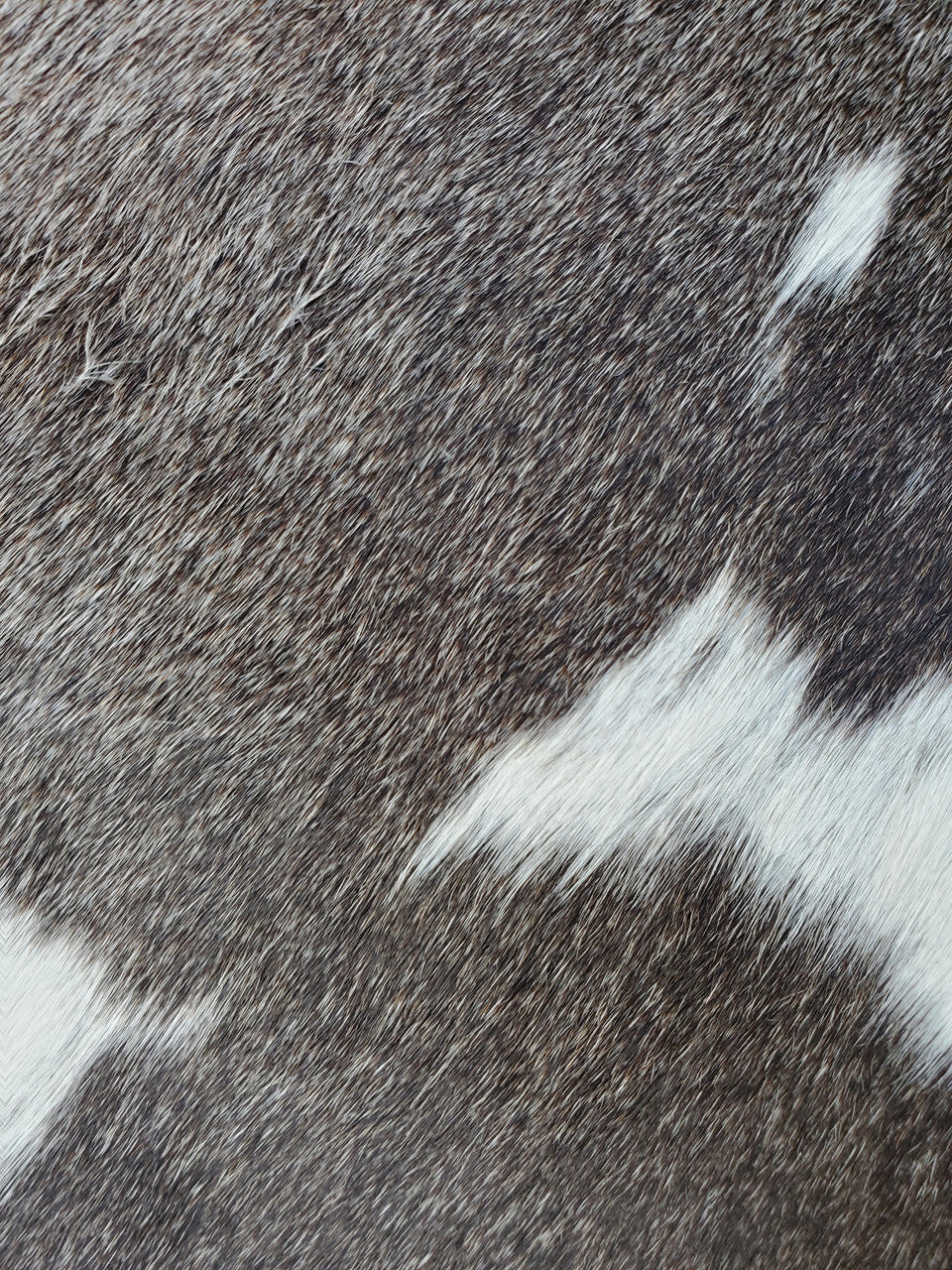 Cowhide Rug Saanich BC 